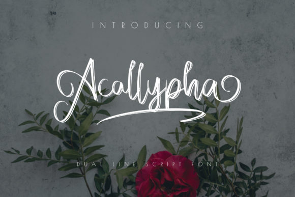 Acallypha: A Script Font for Editorial Design Work